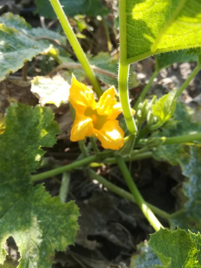 Agriturismo Carrucana Martis المظهر الخارجي الصورة